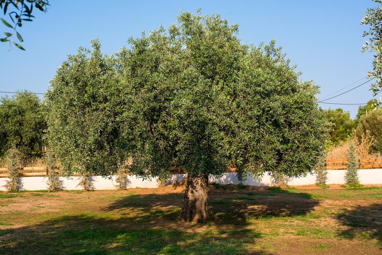 לימנריה Olive Land Villas מראה חיצוני תמונה